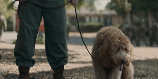 布丽·拉尔森在《化学课》发布片段中结识巨型贵宾犬