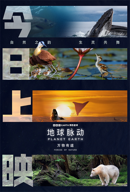《地球脉动:万物有道》预告:回归自然,与万物同行-1 《地球脉动:万物有道》预告:回归自然,与万物同行-1
