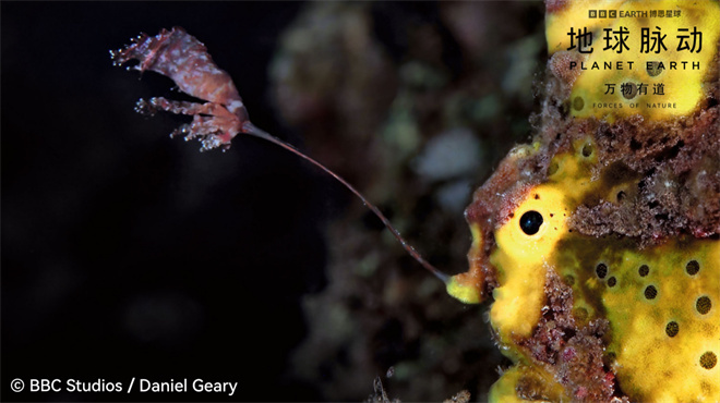 《地球脉动:万物有道》预告:回归自然,与万物同行-3 《地球脉动:万物有道》预告:回归自然,与万物同行-3