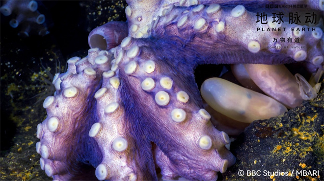《地球脉动:万物有道》预告:回归自然,与万物同行-2 《地球脉动:万物有道》预告:回归自然,与万物同行-2